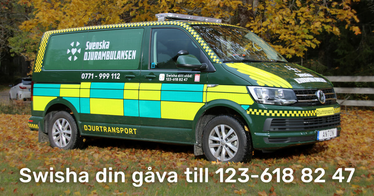 Koltrast på altan - Svenska Djurambulansen