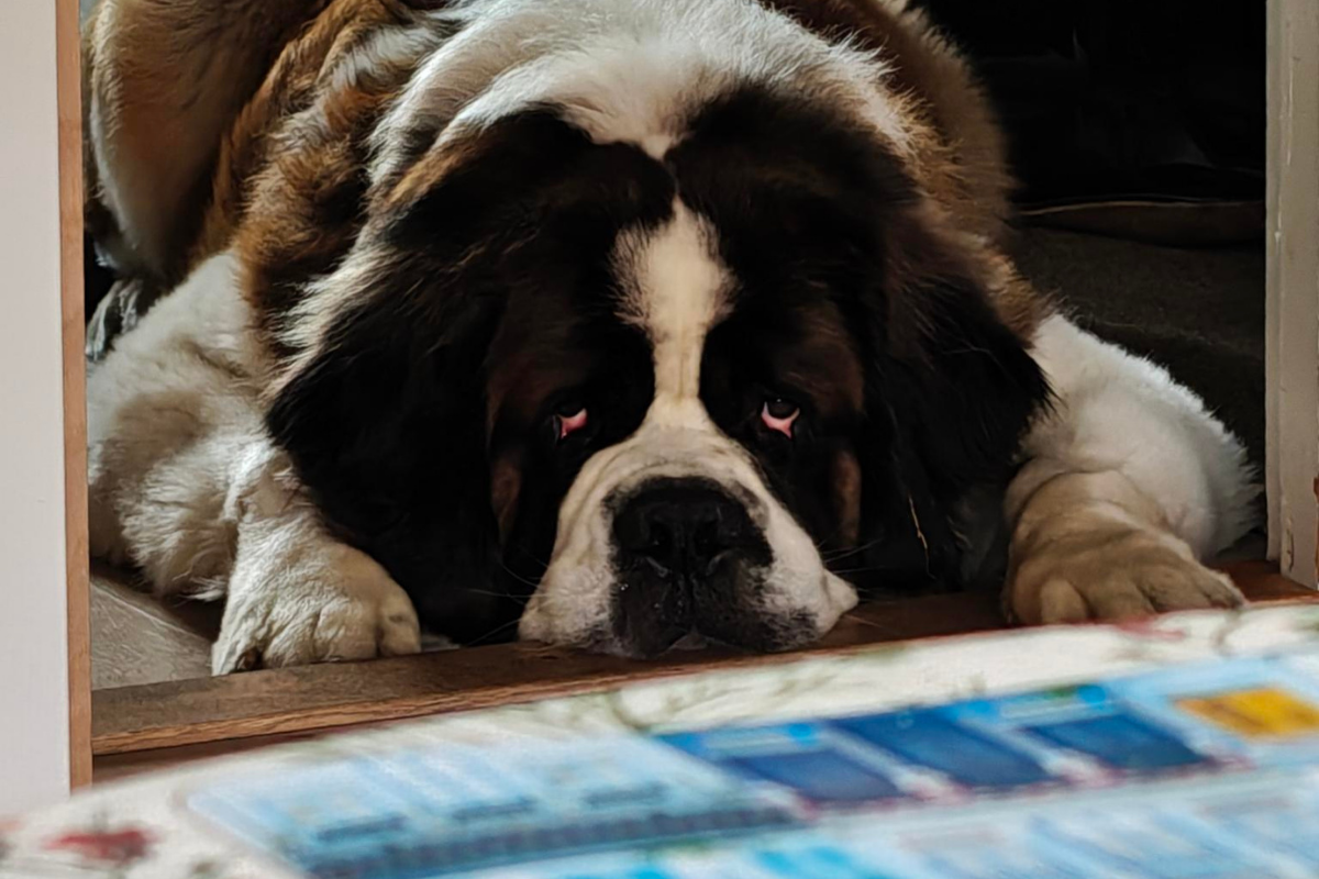 Hunden Baloo