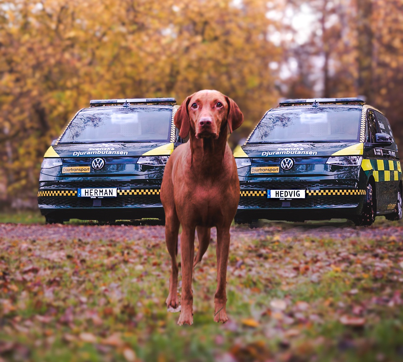 HERMAN & HEDVIG