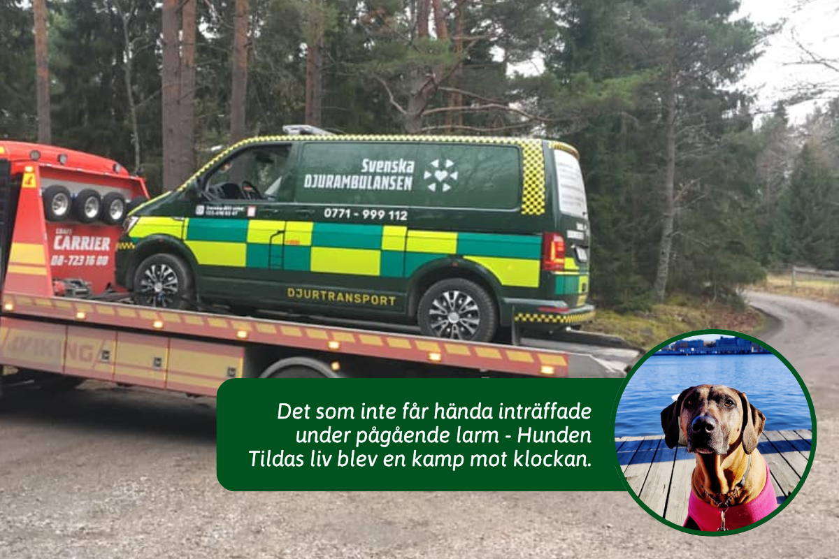 När djurambulansen slutar gå